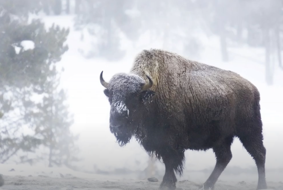 Buffalo Medicine