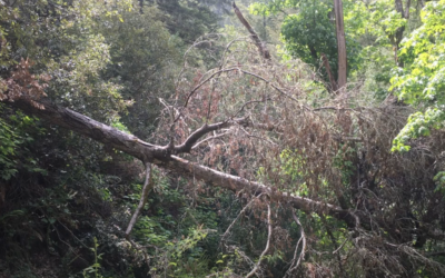 Toppling Trees