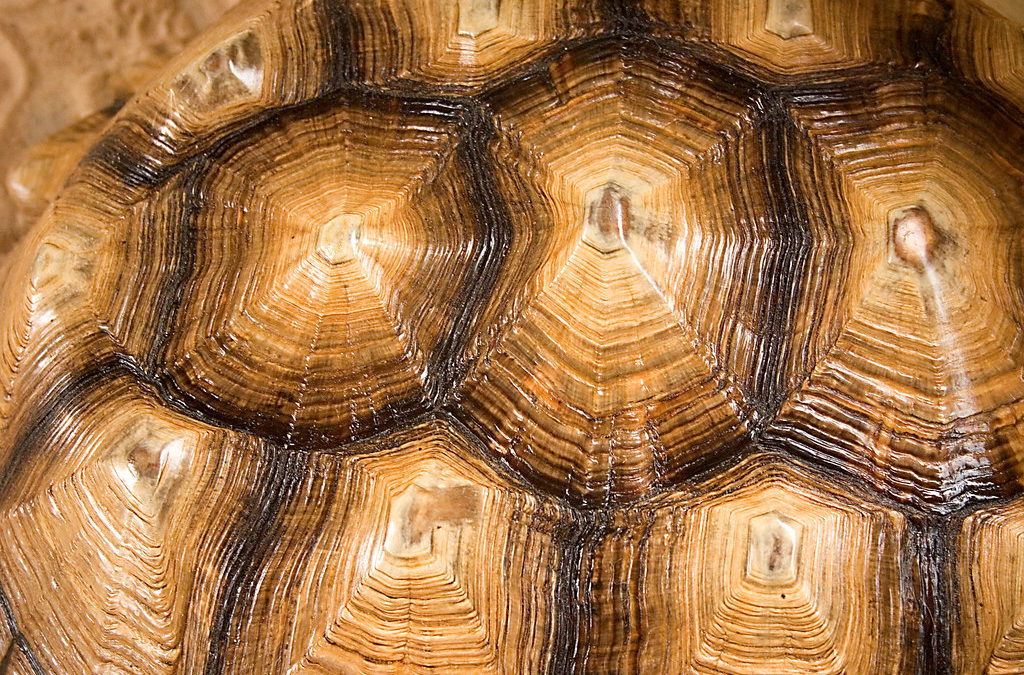 Turtle Song