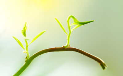 Colossal Green Stem